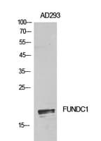 Polyclonal Rabbit anti-Human FUNDC1 Antibody (WB)