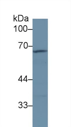 A1BG Antibody (aa313-512, PE)