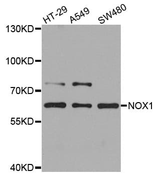 Polyclonal Rabbit anti-Human NOX1 Antibody (WB)