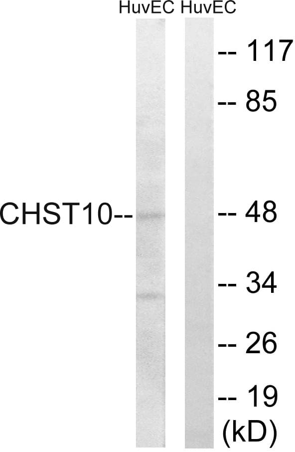 CHST10 Antibody (aa191-240)