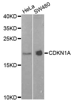 PathPlus™ CDKN1A / WAF1 / p21 Antibody
