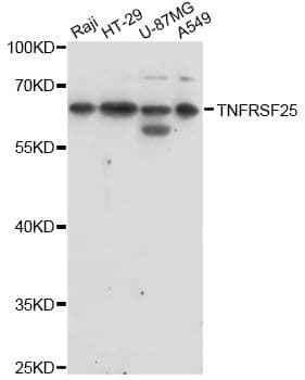 Polyclonal Rabbit anti-Human TNFRSF25 / DR3 Antibody (WB)