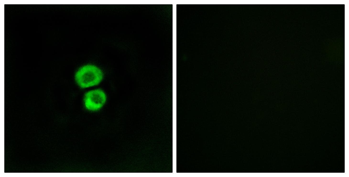 Fragilis / IFITM3 Antibody