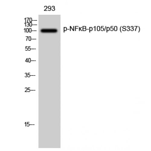 NFKB1 / NF-Kappa-B Antibody (280-360 aa)