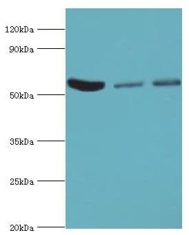 HARS Antibody (aa1-180)