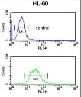 Polyclonal Rabbit anti-Human CEP128 Antibody (aa906-935, IHC, WB)