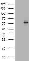 Monoclonal Mouse anti-Human TAPBPL / TAPBPR Antibody (clone OTI3D8, IHC, WB)