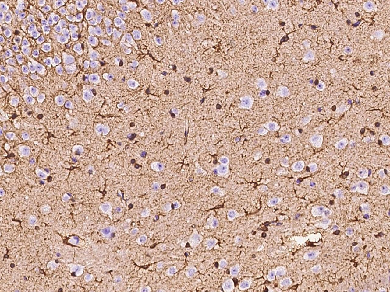 GLUL / Glutamine Synthetase Antibody