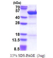Human CYTH3 / GRP1 Protein (Recombinant His)
