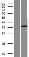 ARL13A Protein (Over-Expression Lysate Myc-DDK (Flag))