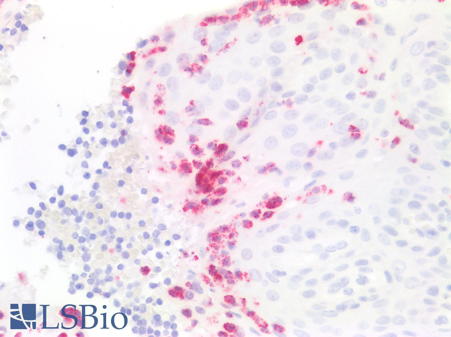 PathPlus™ CTSG / Cathepsin G Antibody