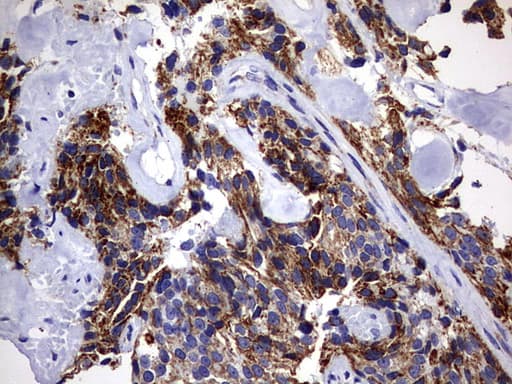 DAP3 Antibody (aa161-398, clone OTI1B12)