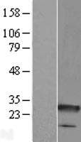 C8orf33 Protein (Over-Expression Lysate Myc-DDK (Flag))
