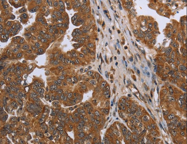 C6orf66 Antibody