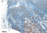 Monoclonal Mouse anti-Human GCET2 / HGAL Antibody (clone 1H1-A7, IHC, WB)