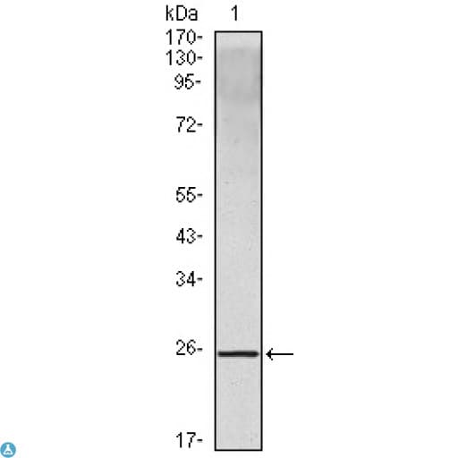 IL-10 Antibody