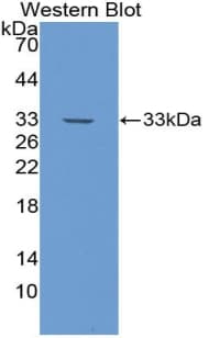 NOTCH4 Antibody (aa1715-2001, Biotin)