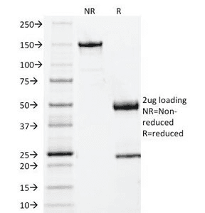 B2M / Beta 2 Microglobulin Antibody (clone BBM.1, Azide-free, BSA-free)
