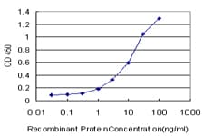 BLK Antibody (clone 3E5-3A8)