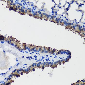SCGB1A1 / Uteroglobin Antibody