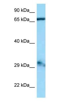 GFM1 Antibody (aa451-500)