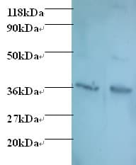 IFN Gamma / Interferon Gamma Antibody (Biotin)
