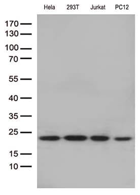 RBM8A / Y14 Antibody (aa2-174, clone OTI10B5)