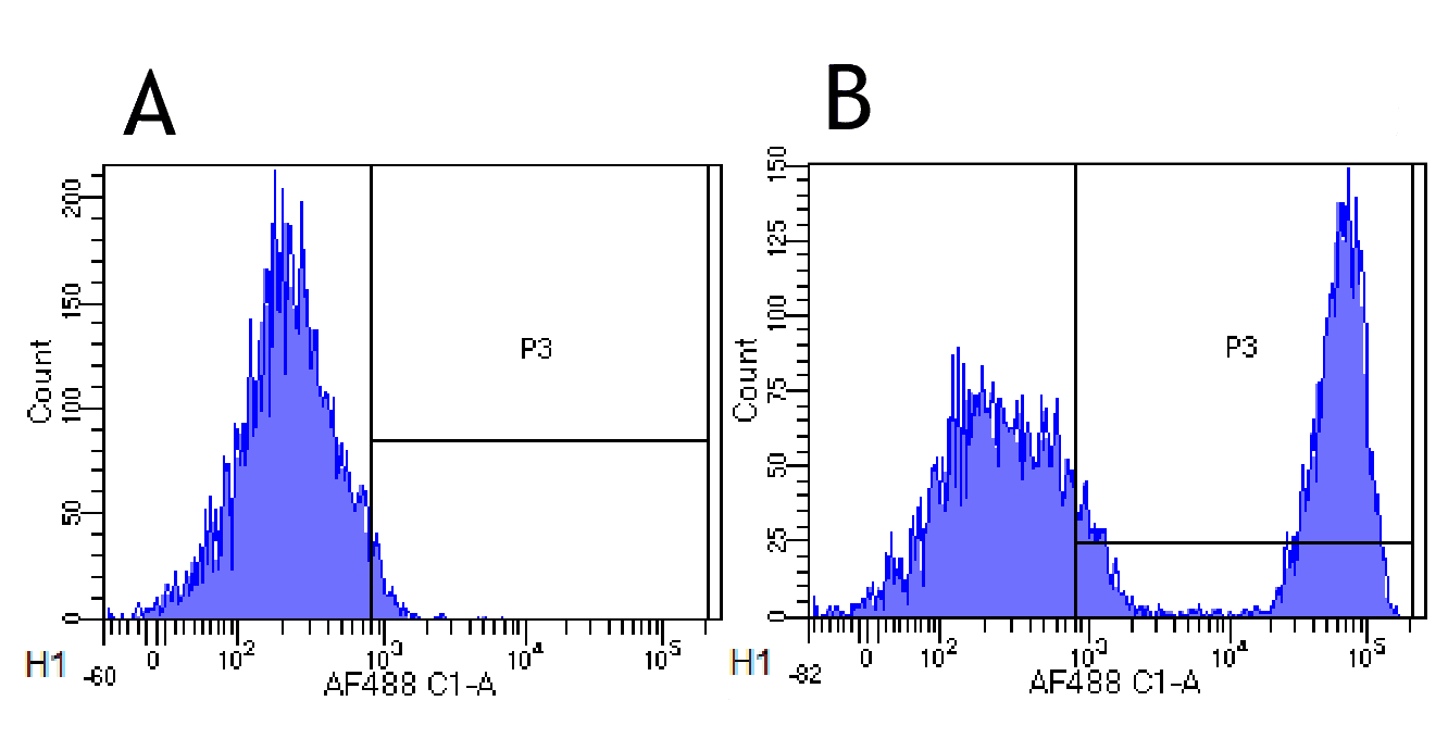 Recombinant Monoclonal Human anti-Human CD20 Antibody (clone 10F381 (rituximab), CD20)