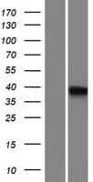 CBWD5 Protein (Over-Expression Lysate Myc-DDK (Flag))