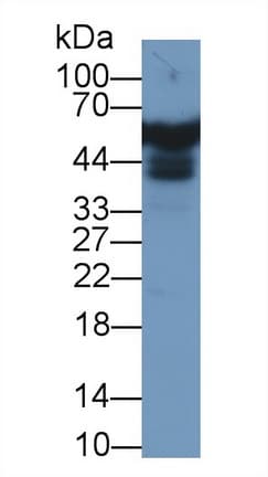 APOH / Apolipoprotein H Antibody (aa22-345)