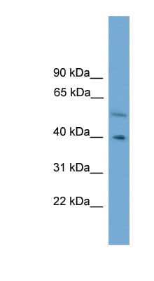 CLUAP1 Antibody (C-Terminus)