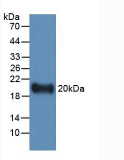 IL19 Antibody (APC)