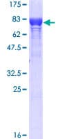Human STI1 / STIP1 Protein (Recombinant GST)