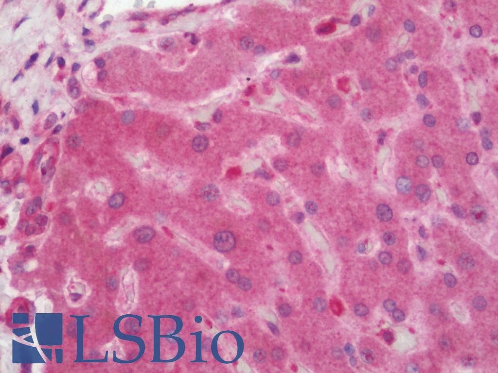 IHC-plus™ APG5 / ATG5 Antibody (aa1-50)