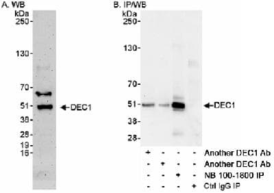 BHLHB2 / DEC1 Antibody (C-Terminus, DY488)