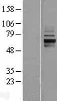 ANKRD13D Protein (Over-Expression Lysate Myc-DDK (Flag))