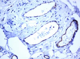 PECAM-1 / CD31 Antibody (clone OTI1F9)