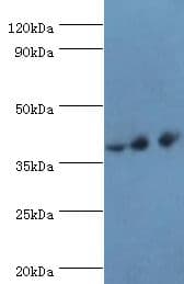 PAX4 Antibody (aa50-200)
