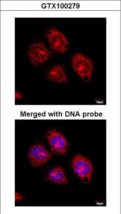 FLOT2 / Flotillin 2 Antibody (aa365-428)