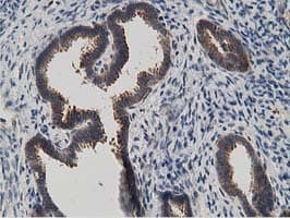 KCTD14 Antibody (clone OTI1D11)