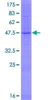 Human PEMT Protein (Recombinant GST)