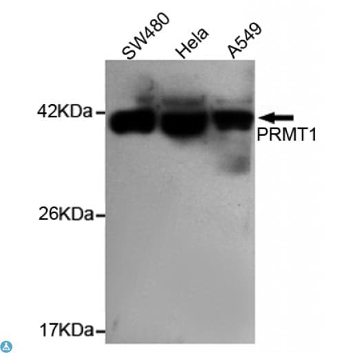 PRMT1 Antibody