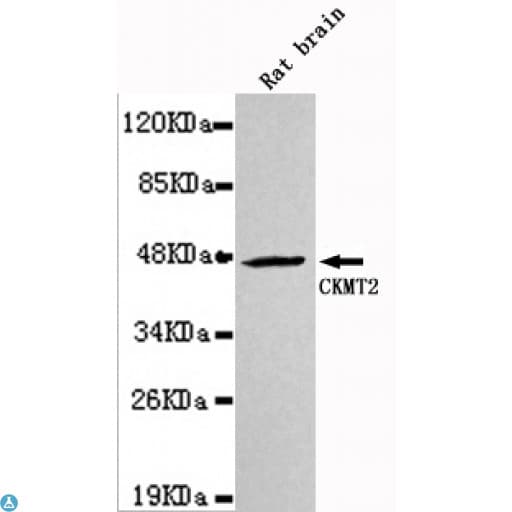 CKMT2 Antibody