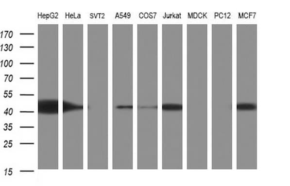 TXNDC5 / ERP46 Antibody (clone OTI1B2, Carrier-free)