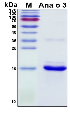 Anacardium occidentale Ana o 3 Protein (Recombinant His, N-Terminal)