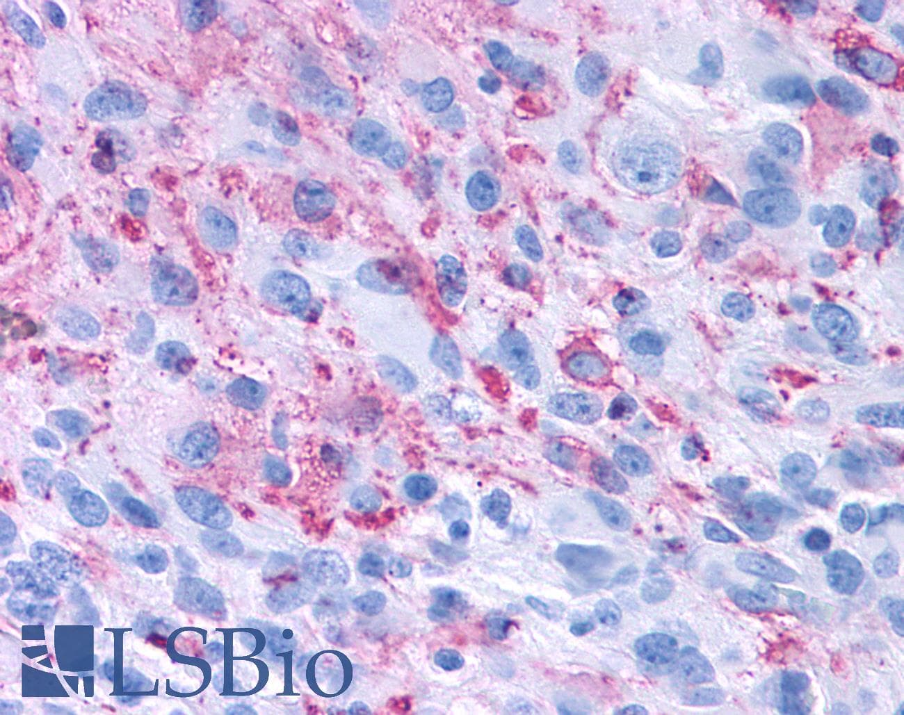 PathPlus™ GPR50 Antibody (C-Terminus)