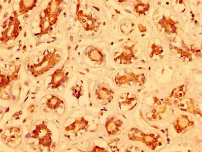 MZF / MZF1 Antibody