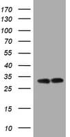 ATP5C1 Antibody (clone OTI2H6, Carrier-free)