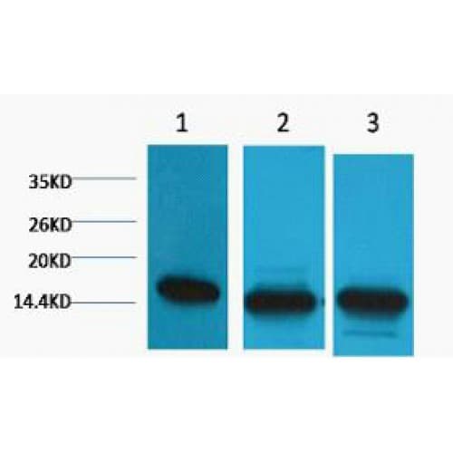 Histone H3 Antibody (clone 1E6)