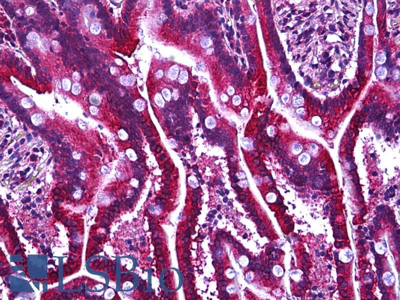 IHC-plus™ GPR137C / TM7SF1L2 Antibody (aa256-305)